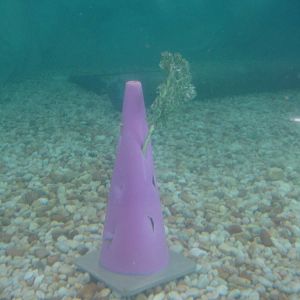 Traffic Cone turned into Manatee feeder