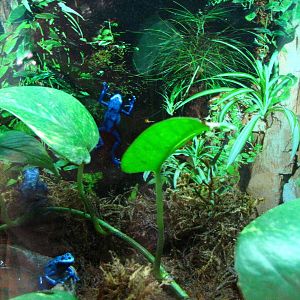 Poison Dart Frog