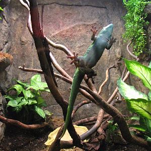 Madagascar Giant Day Gecko