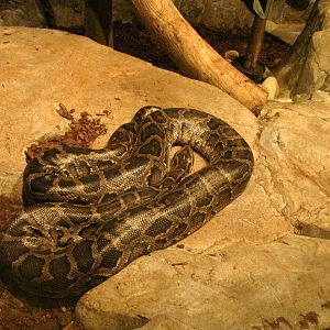 Burmese Python