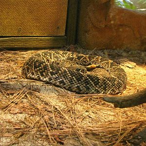 Eastern Diamondback Rattlesnake