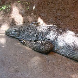 Bengal Monitor
