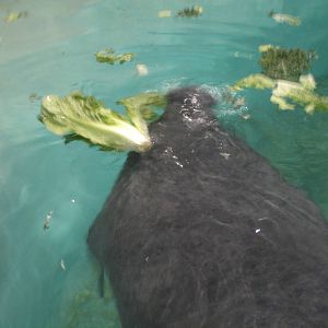 Manatee eating lettuce
