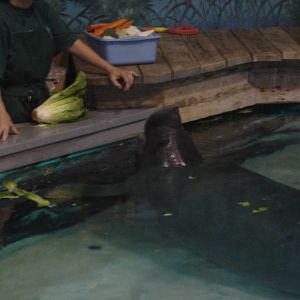 Manatee feeding demonstration (Snooty)