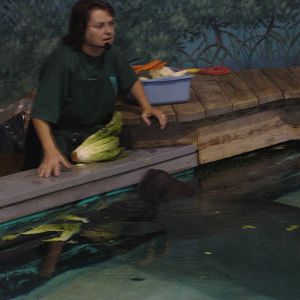 Manatee feeding demonstration (Snooty)