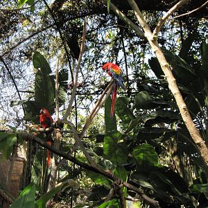 Scarlet Macaws