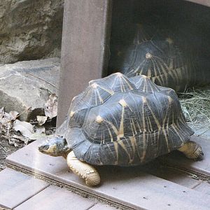 Radiated Tortoises