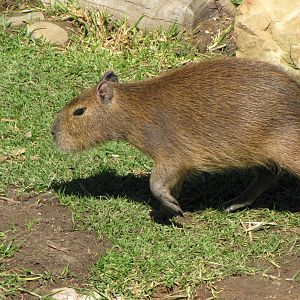Capybara
