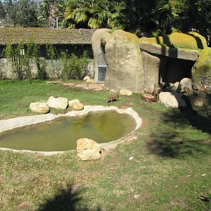 Capybara Habitat