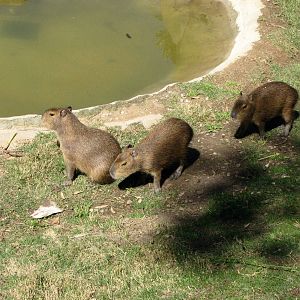 Capybaras