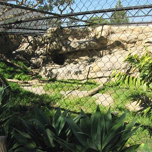 Snow Leopard Exhibit