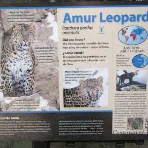 Amur Leopard Signage