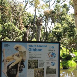 White-handed Gibbon Signage