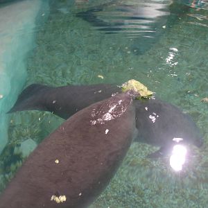 Young Manatees feeding