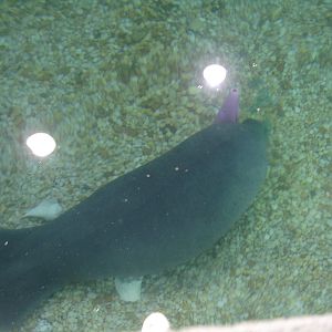 Young Manatee feeding on traffic cone