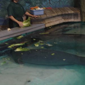 Snooty with a young Manatee