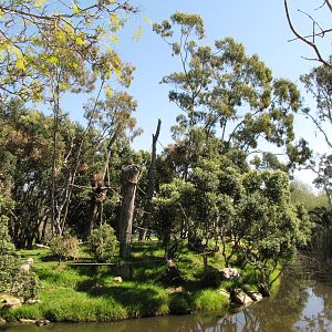 White-handed Gibbon Habitat