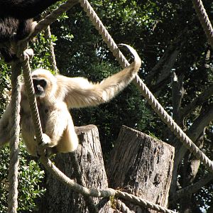 White-handed Gibbon