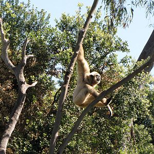 White-handed Gibbon