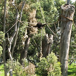 White-handed Gibbons