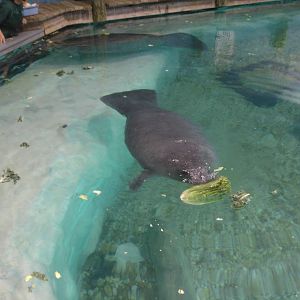 Young Manatee feeding, Snooty in background