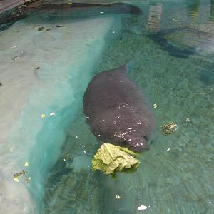 Young Manatee feeding, Snooty in background