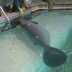 Snooty's trick - rollover for a carrot