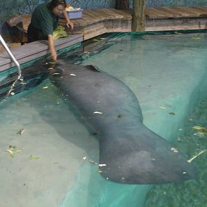 Snooty's trick - rollover for a carrot