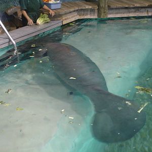 Snooty's trick - rollover for a carrot