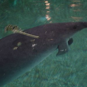 Manatee
