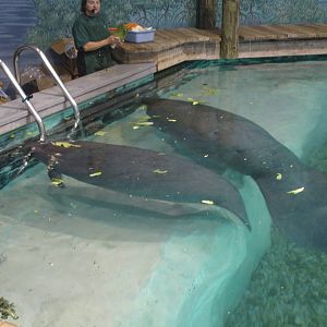 Snooty and one of the young Manatees