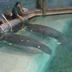Snooty and one of the young Manatees