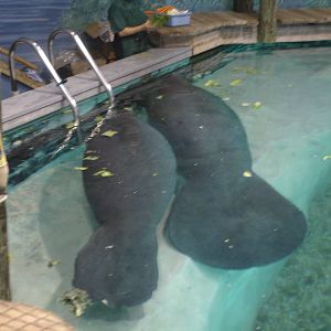 Snooty and one of the young Manatees
