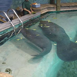 Snooty and one of the young Manatees