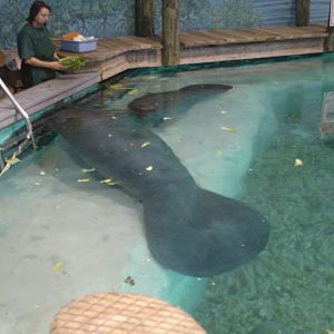 Snooty and one of the young Manatees