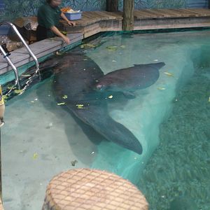 Snooty and one of the young Manatees