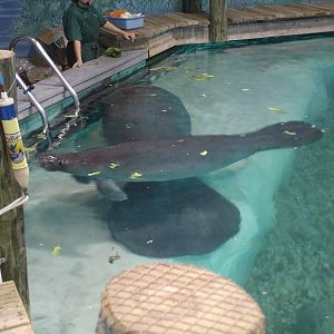 Snooty and one of the young Manatees