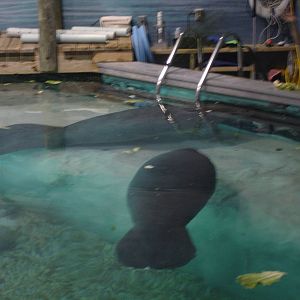 Snooty waiting for his demonstration