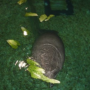 Manatee