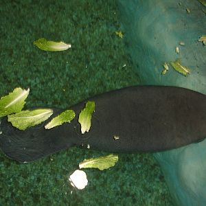 Manatee