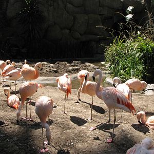 Chilean Flamingos