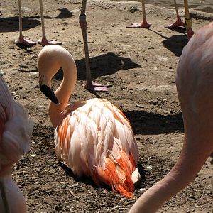 Chilean Flamingos