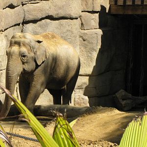 Asian Elephant