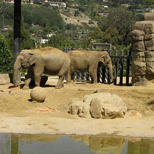 Asian Elephants