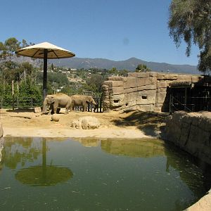 Asian Elephants
