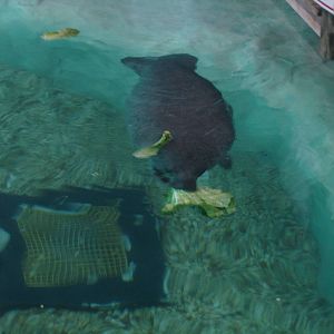 Manatee feeding