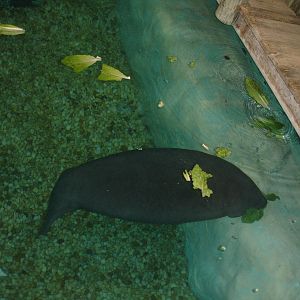Manatee
