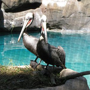 Brown Pelicans