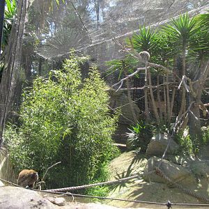 Bolivian Grey Titi Monkey