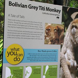 Bolivian Grey Titi Monkey Signage